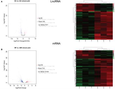 Uncovering Potential lncRNAs and mRNAs in the Progression From Acute Myocardial Infarction to Myocardial Fibrosis to Heart Failure